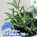 ITANSE ローズマリーアップライトブルー ( 立ち性青花 ) ハーブの苗 おうちで簡単!育てやすいハーブ苗シリーズ!10.5cmポット ローズマリーの苗 herb ハーブ ハーブ苗 ガーデニング 家庭菜園 送料無料 即納