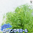 【P2倍★マラソン期間中】ハーブ苗 ローマンカモミール【ハーブの苗 10.5cmポット】herb ハーブ ハーブ苗 ガーデニング 家庭菜園