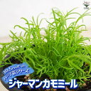 【送料無料】ハーブ苗 ジャーマンカモミール【ハーブの苗 10.5cmポット】herb ハーブ ハーブ苗 ガーデニング 家庭菜園