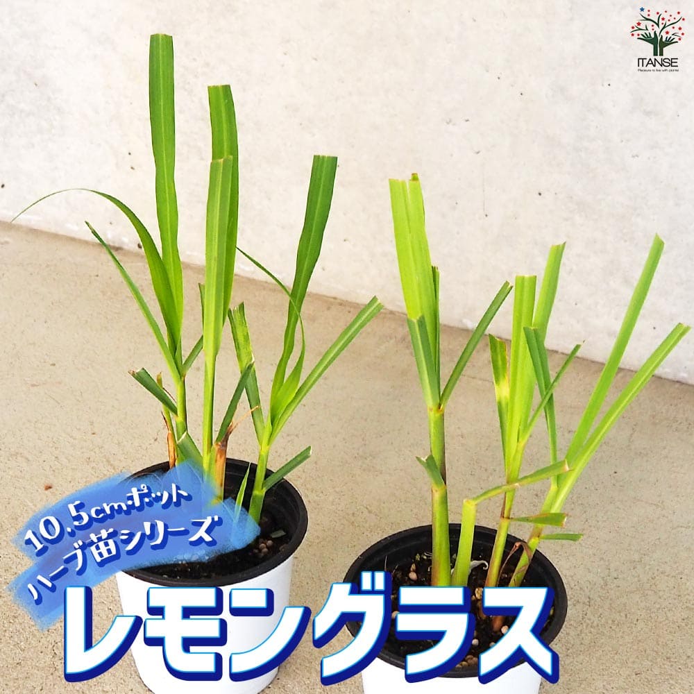 【送料無料】ハーブ苗 レモングラス【ハーブの苗 10.5cmポット】herb ハーブ ハーブ苗 ガーデニング 家庭菜園