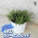 【P2倍★マラソン期間中】ハーブ苗 タイム クリーピングレッド【ハーブの苗 10.5cmポット】herb ハーブ ハーブ苗 ガーデニング 家庭菜園