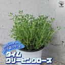 【P2倍★マラソン期間中】ハーブ苗 タイム クリーピングローズ【ハーブの苗 10.5cmポット】herb ハーブ ハーブ苗 ガーデニング 家庭菜園