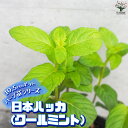 【P2倍★マラソン期間中】ハーブ苗 日本ハッカ(クールミント)【ハーブの苗 10.5cmポット】herb ハーブ ハーブ苗 ガーデニング 家庭菜園