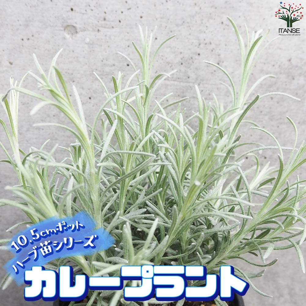 【送料無料】ハーブ苗 カレープラント【ハーブの苗 10.5cmポット】herb ハーブ ハーブ苗 ガーデニング 家庭菜園