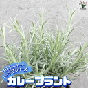 【P2倍★マラソン期間中】ハーブ苗 カレープラント【ハーブの苗 10.5cmポット】herb ハーブ ハーブ苗 ガーデニング 家庭菜園