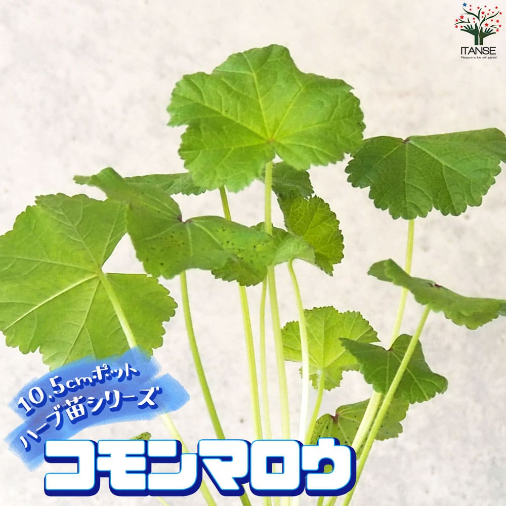 Rakuten - 【マラソン期間★P5倍】ハーブ苗 コモンマロウ ハーブの苗 10.5cmポット herb ハーブ ハーブ苗 ガーデニング 家庭菜園 送料無料 即納