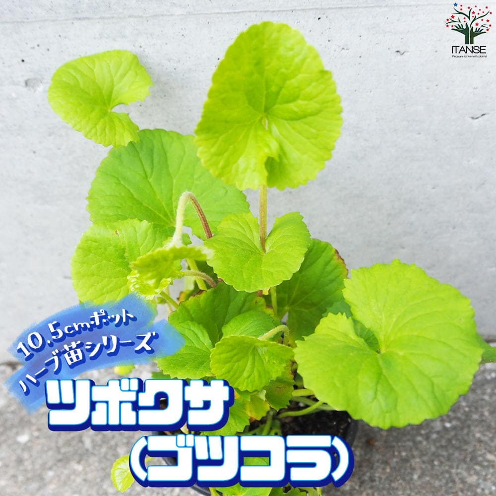 ハーブ苗 ツボクサ(ゴツコラ)herb ハーブ ハーブ苗 ガーデニング 家庭菜園