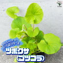 【P2倍★マラソン期間中】ハーブ苗 ツボクサ(ゴツコラ)【ハーブの苗 10.5cmポット】herb ハーブ ハーブ苗 ガーデニング 家庭菜園