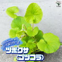 【送料無料】ハーブ苗 ツボクサ(ゴツコラ)【ハーブの苗 10.5cmポット】herb ハーブ ハーブ苗 ガーデニング 家庭菜園