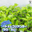 【P2倍★マラソン期間中】ハーブ苗 ベトナムコリアンダー(ラウ・ラム)【ハーブの苗 10.5cmポット】herb ハーブ ハーブ苗 ガーデニング 家庭菜園