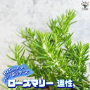 【P2倍★マラソン期間中】ハーブ苗 ローズマリー 這性(はいせい)【ハーブの苗 10.5cmポット】herb ハーブ ハーブ苗 ガーデニング 家庭菜園