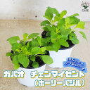 【送料無料】ハーブ苗 ガパオ チェンマイセント(ホーリーバジル)【ハーブの苗 10.5cm】herb ハーブ ハーブ苗 ガーデニング 家庭菜園