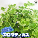【P2倍★マラソン期間中】ハーブ苗 アロマティカス【ハーブの苗 10.5cm】herb ハーブ ハーブ苗 ガーデニング 家庭菜園