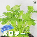 【P2倍★マラソン期間中】ハーブ苗 パクチー【ハーブの苗 10.5cm】herb ハーブ ハーブ苗 コリアンダー ガーデニング 家庭菜園