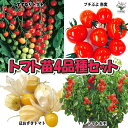 【送料無料・セット1/2】人気のトマト苗4品種セット【野菜苗 9cmポット自根苗】品種:トマト大王・すずなりトマト・プチぷよ2 赤実・ほおずきトマト(ゴールデン...