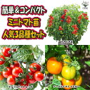 【送料無料・セット5/6】人気の場所いらず楽々栽培 矮性トマト苗3品種セット【野菜苗 9cmポット自根苗】品種:トマト大王・テーブルトマト赤実・テーブルトマト黄...