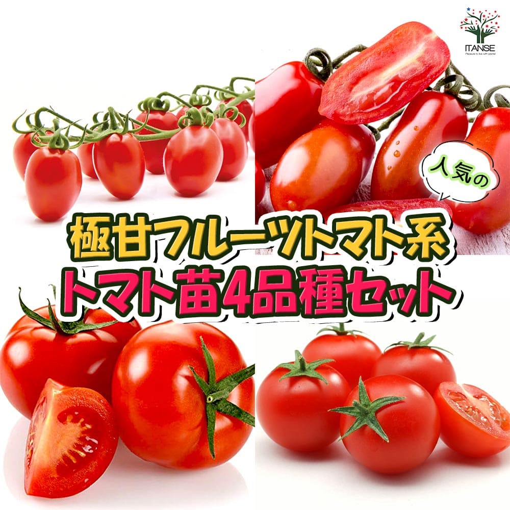 【送料無料・セット7/8】人気の極甘フルーツトマト系トマト苗 4品種セット【野菜苗 9cmポット自根苗】品種：極旨フルーツミニトマト プラム型 ・フラガール・フルーツトマト 中玉 ・フルーツミ…