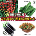 ITANSE 人気の"すずなり"野菜苗4品種セット 野菜苗 9cmポット自根苗 品種:すずなりトマト すずなりキュウリ すずなりナス すずなりとうがらし お買い得セット セット販売 セット商品 送料無料 即納