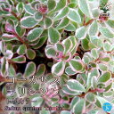 【ポイント2倍★マラソン期間】セダム コーカサスキリンソウ トリカラー 多肉植物 3号ポット苗 グランドカバー苗 コーカサスキリンソウ トリカラー グランドカバ...