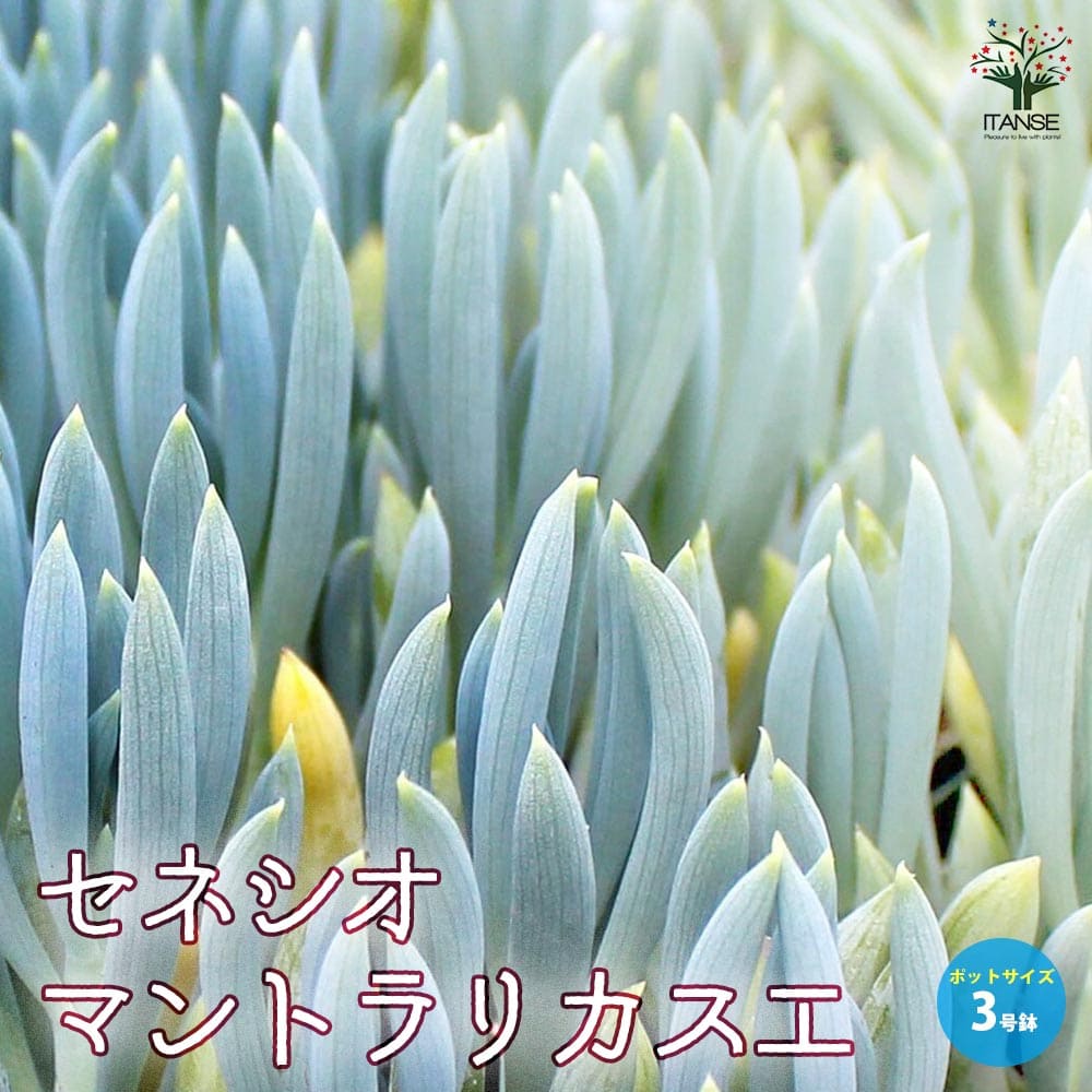 商品画像1