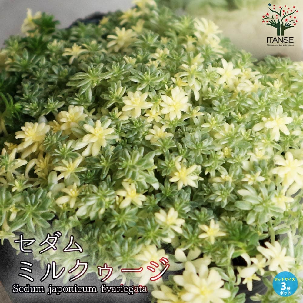 【送料無料】セダム ミルクゥージ 多肉植物 グランドカバー苗3号ポット苗 セダム グランドカバー 多肉植物 観葉植物 リビング オフィス 事務所 インテリア PVP 送料無料 即納