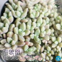【P2倍★マラソン期間中】姫秋麗(ヒメシュウレイ)【多肉植物 3号ポット】姫秀麗 メンドザエ 姫シュウレイ ヒメシュウレイ 寄せ植え