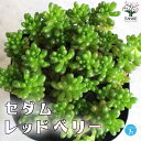 【P2倍★マラソン期間中】セダム レッドベリー【多肉植物 3号ポット】セダム グランドカバー 多肉植物 観葉植物 リビング オフィス 事務所 インテリア