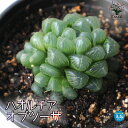 【送料無料】ハオルチア オブツーサ 多肉植物 3.5号ポット インテリアグリーン ハオルチア属 観葉植物 ギフト プレゼント 送料無料 即納