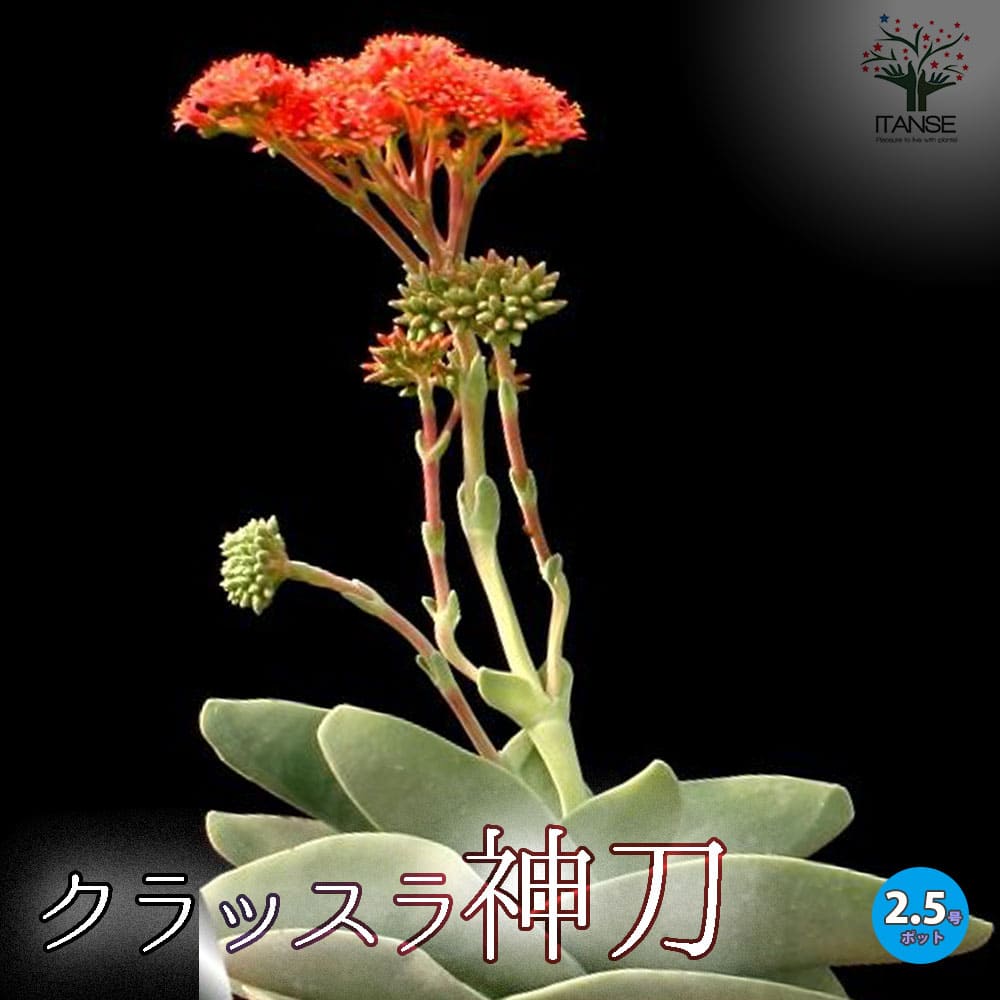乐天商城 - 【送料無料】クラッスラ 神刀 多肉植物 2.5号ポット ジントウ Crassula perfoliata var.falcata ファルカータ ファルカタ ゴットファーザー 寄せ植え ガーデニング リビング オフィス 事務所 インテリア 送料無料 即納