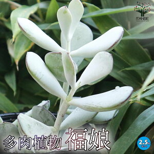 【送料無料】多肉植物 福娘【2.5号ポット】ふくむすめ Cotyledon orbiculata var. oophylla ベンケイソウ コチドレン 寄せ植え ガーデニング リビング オフィス 事務所 インテリア