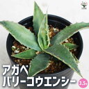【ポイント2倍★マラソン期間】アガベ バリーコウエンシー 3.5号鉢 リビング オフィス 事務所 インテリア 大型 おしゃれ オシャレ 育てやすい 御祝 お祝い...