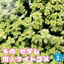 【送料無料】セダム 斑入タイトゴメ 3号ポット グランドカバー 観葉植物 リビング オフィス インテリア 送料無料 即納