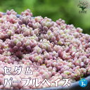 【マラソン中★ポイントUP】セダム パープルヘイズ【多肉植物 3号ポット】グランドカバー 観葉植物 リビング オフィス インテリア