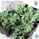 【P2倍★マラソン期間中】クラッスラ レモータ【多肉植物 3号ポット】小さな庭 おうち園芸 ベランダ栽培 ギフト