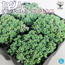 【ポイント2倍★マラソン期間】セダム ダシフィルムリファレンス 多肉植物 3号ポット セダム グランドカバー 多肉植物 観葉植物 リビング オフィス 事務所 イ...