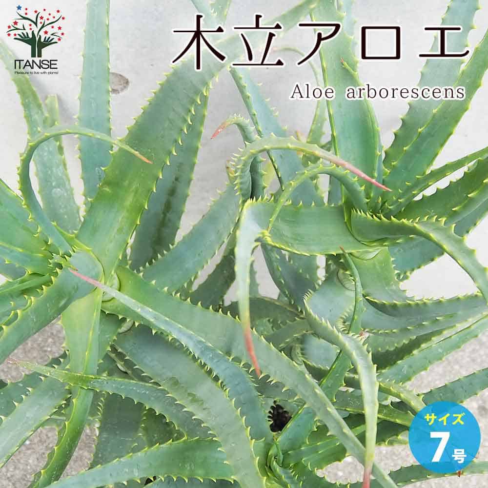 楽天植物販売のITANSE楽天市場店【送料無料】木立アロエ 多肉植物 7号鉢大苗 多肉植物苗 多肉植物の苗 木立アロエ あろえ 多肉 多肉植物 食用 肉厚 葉肉 herb ハーブ ハーブ苗 送料無料 即納
