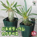【ポイント2倍★マラソン期間】パキポディウム カクチペス Lサイズ 多肉植物 2.5号鉢 塊根植物 サボテン 発根 観葉植物 リビング 送料無料 即納