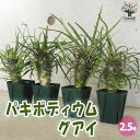 【ポイント2倍★マラソン期間】パキポディウム グアイ Mサイズ 多肉植物 2.5号〜3号グリーンスリット鉢 塊根植物 サボテン 発根 観葉植物 リビング 送料無...