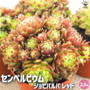 【P2倍★マラソン期間中】センペルビウム ジョビバルバ レッド【多肉植物 2.5号鉢】多肉 観葉植物 観葉 インテリア ギフト プレゼント