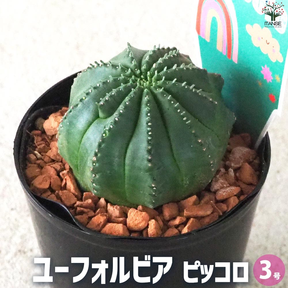 楽天市場】ユーフォルビア グロボーサ(花・ガーデン・DIY)の通販 楽天市場】ユーフォルビア グロボーサ(花・ガーデン・DIY)の通販