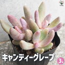 【送料無料】パキセダム キャンディーグレープ【多肉植物 3号ポット】多肉 観葉 観葉植物 ガーデニング インテリア