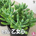 【P2倍★マラソン期間中】セダム 乙女心 オトメゴコロ【多肉植物 3号ポット】グランドカバー 観葉植物 リビング オフィス インテリア