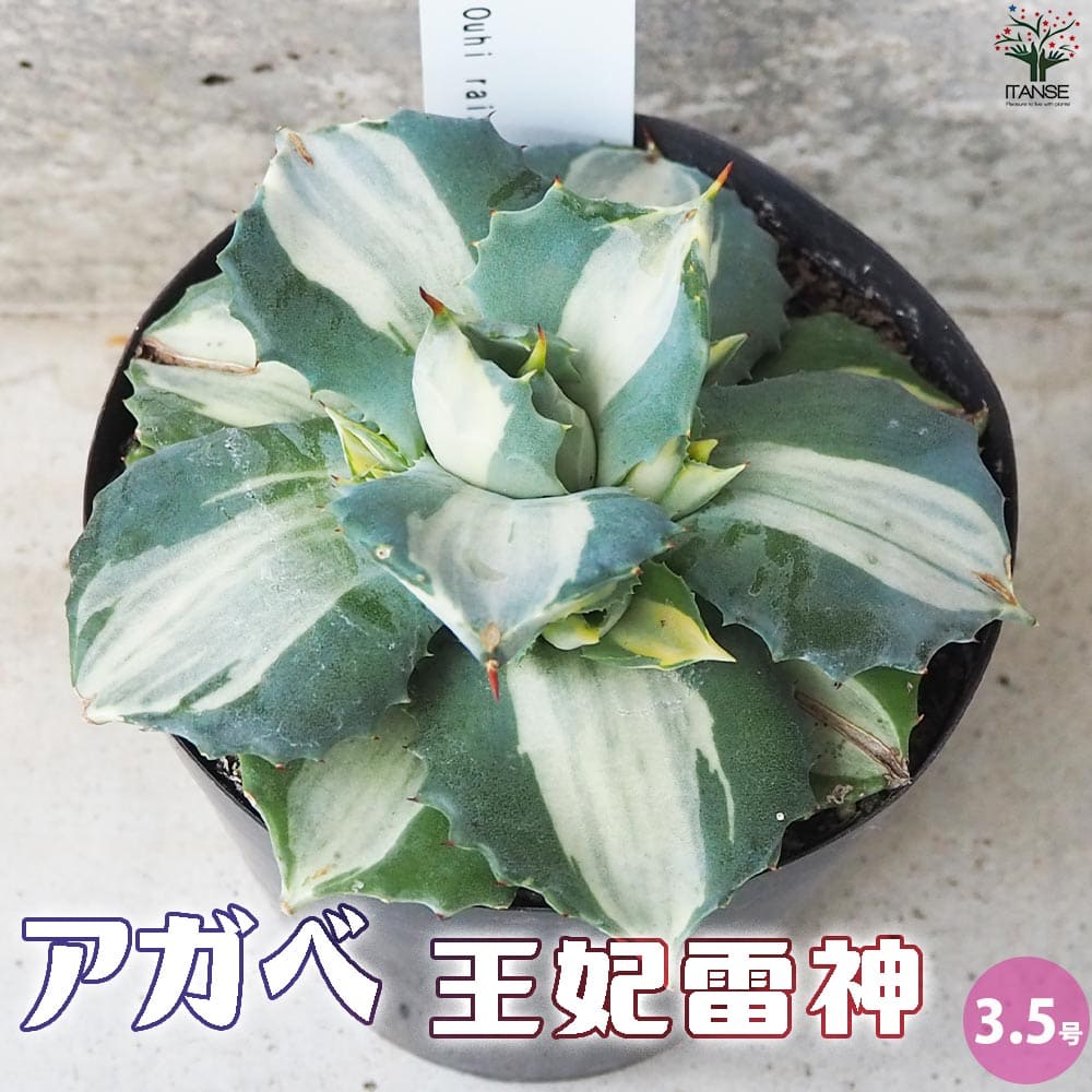 Other - 【送料無料】アガベ 王妃雷神 多肉植物 3.5号鉢 リビング オフィス 事務所 インテリア 大型 おしゃれ オシャレ 育てやすい 御祝 お祝い 送料無料 即納