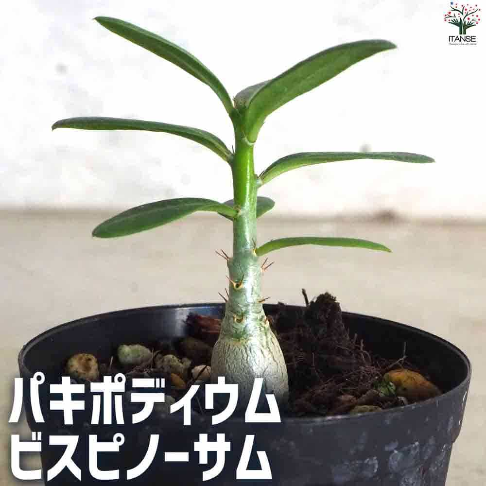 【マラソン中★ポイントUP】パキポディウム ビスピノーサム【多肉植物 2号鉢】塊根植物 コーデックス 多肉植物 観葉植物