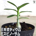 【送料無料】パキポディウム・ビスピノーサム【多肉植物 2号鉢