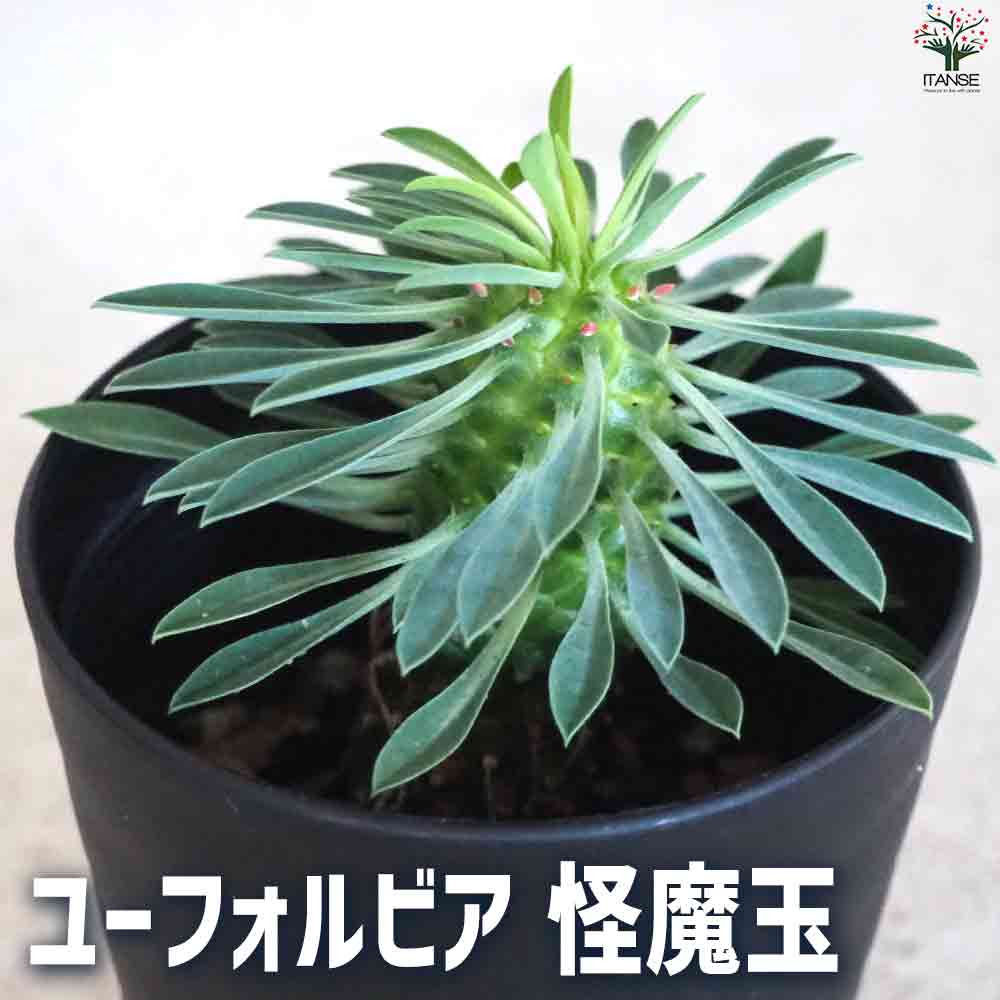 【マラソン中★ポイントUP】ユーフォルビア 怪魔玉【多肉植物 3号鉢】花苗 お花 宿根草 多年草 園芸品種 カラーリーフ 苗木 花木 庭木 植木