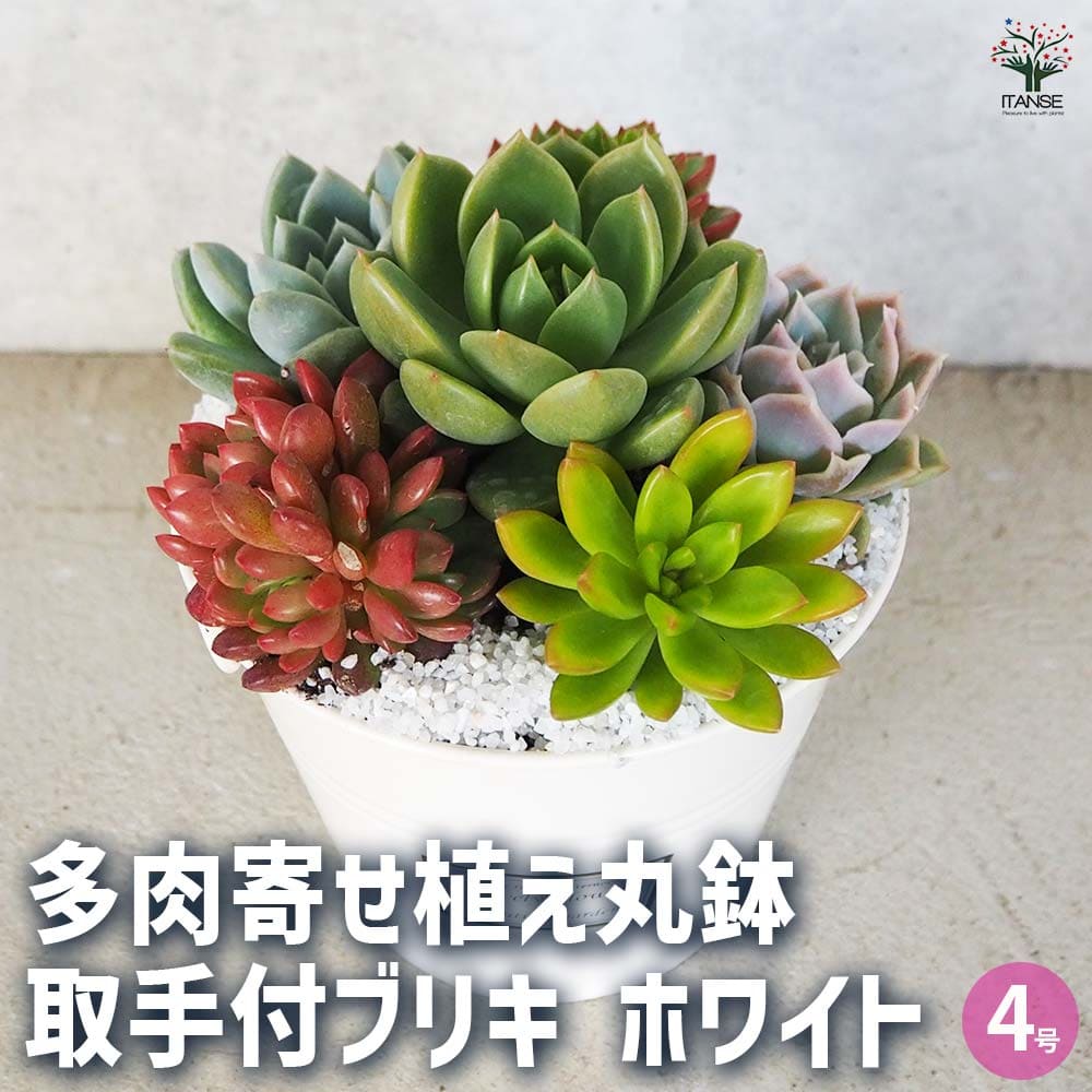 楽天市場】多肉植物 寄せ植え ブリキの通販