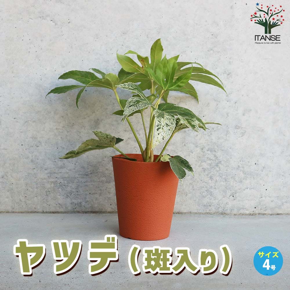 楽天市場】ヤツデの通販