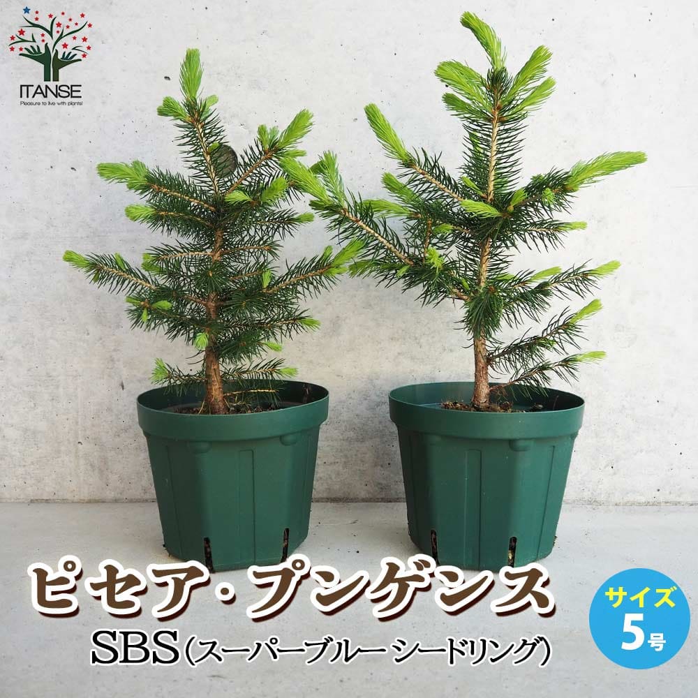 【送料無料】ピセア プンゲンス スーパーブルー シードリング ( SBS ) 庭木 5号鉢 植木の苗 ...
