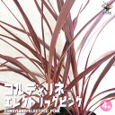 【ポイント2倍★マラソン期間】コルディリネ ( コルジリネ ) バンクシー エレクトリックピンク 庭木 4号ポット 観葉植物 カラーリーフ コルディリネ コルジ...